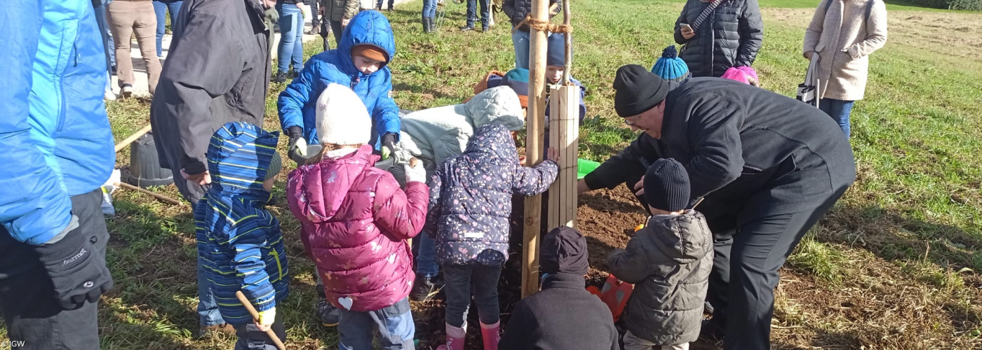 Der Maulbeerbaum wird gepflanzt