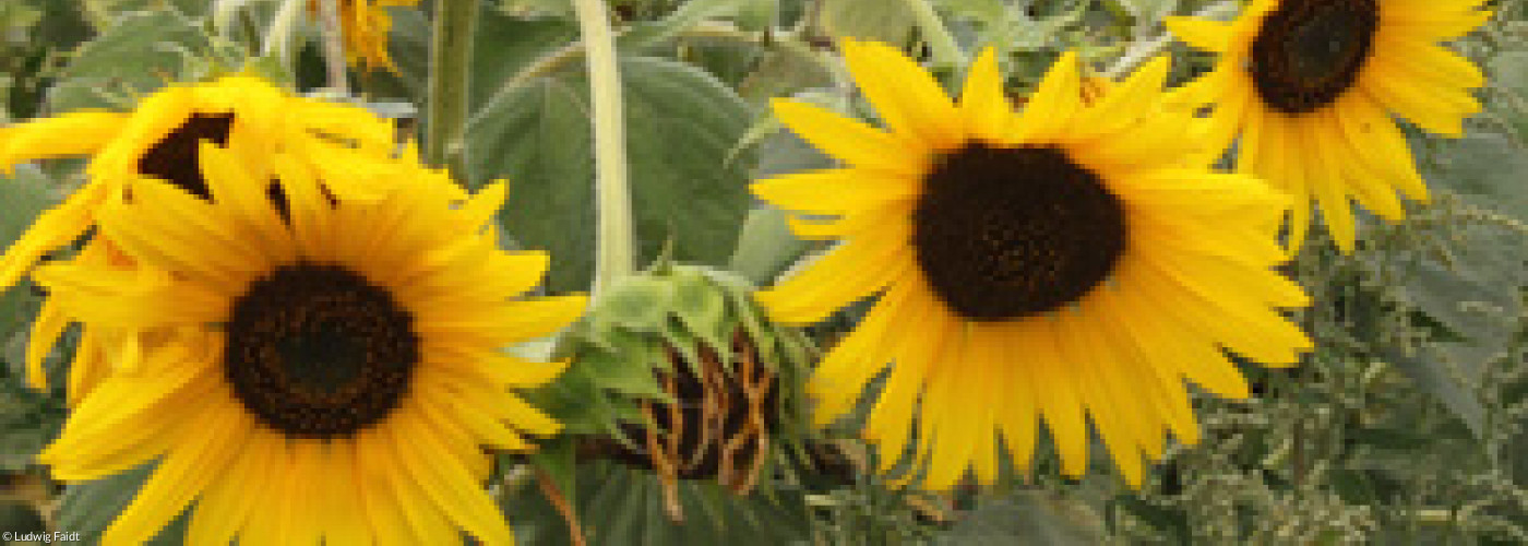 Sonnenblumen
