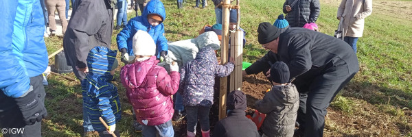 Der Maulbeerbaum wird gepflanzt