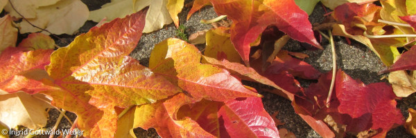 Herbstlaub