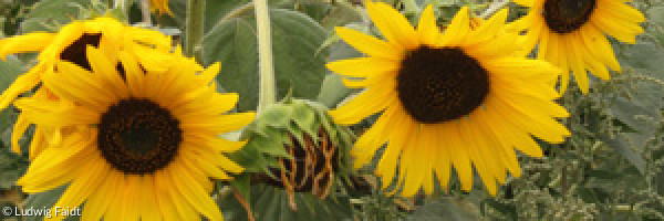 Sonnenblumen