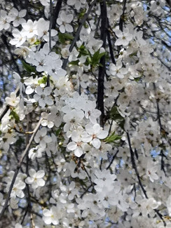 Mandelblüte